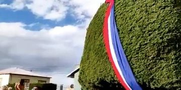 Árbol en Punta Arenas