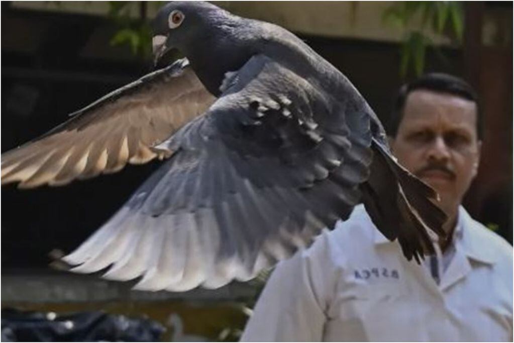Liberan en India a paloma que pasó ocho meses detenida por sospecha de espionaje