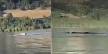 VIDEO: El supuesto Monstruo del lago Ranco