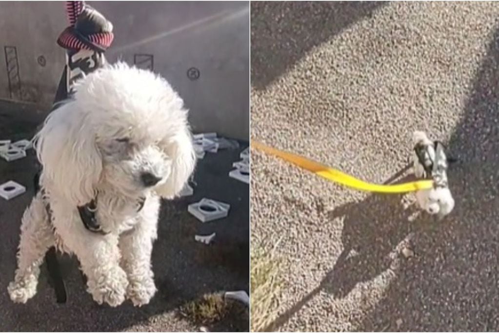 El video de la perrita rescatando su pelota se volvió viral en TikTok