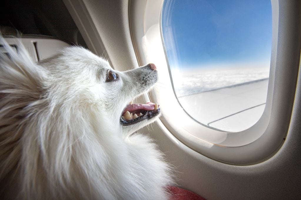 CDC anuncia nueva norma para que perros puedan ingresar a Estados Unidos. Foto: Getty Images.