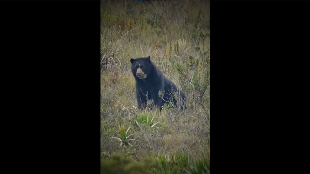 Fact-checking: preocupación por avistamiento de supuesto oso en la Carretera Austral