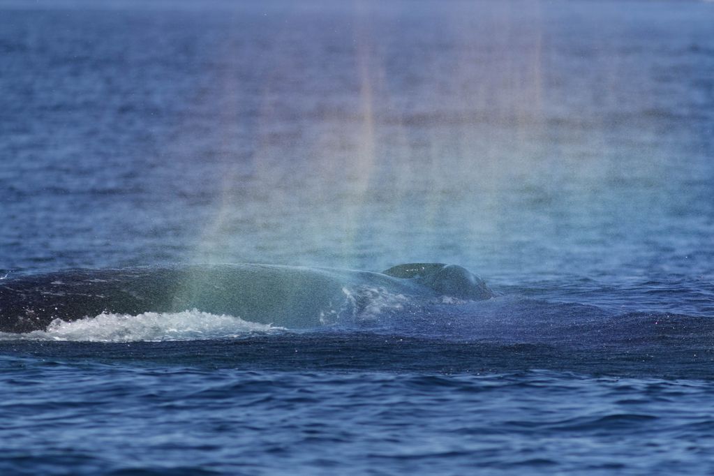 El gran cetáceo expulsa agua como si fuese un arcoíris. FOTO: Carlos Olavarría