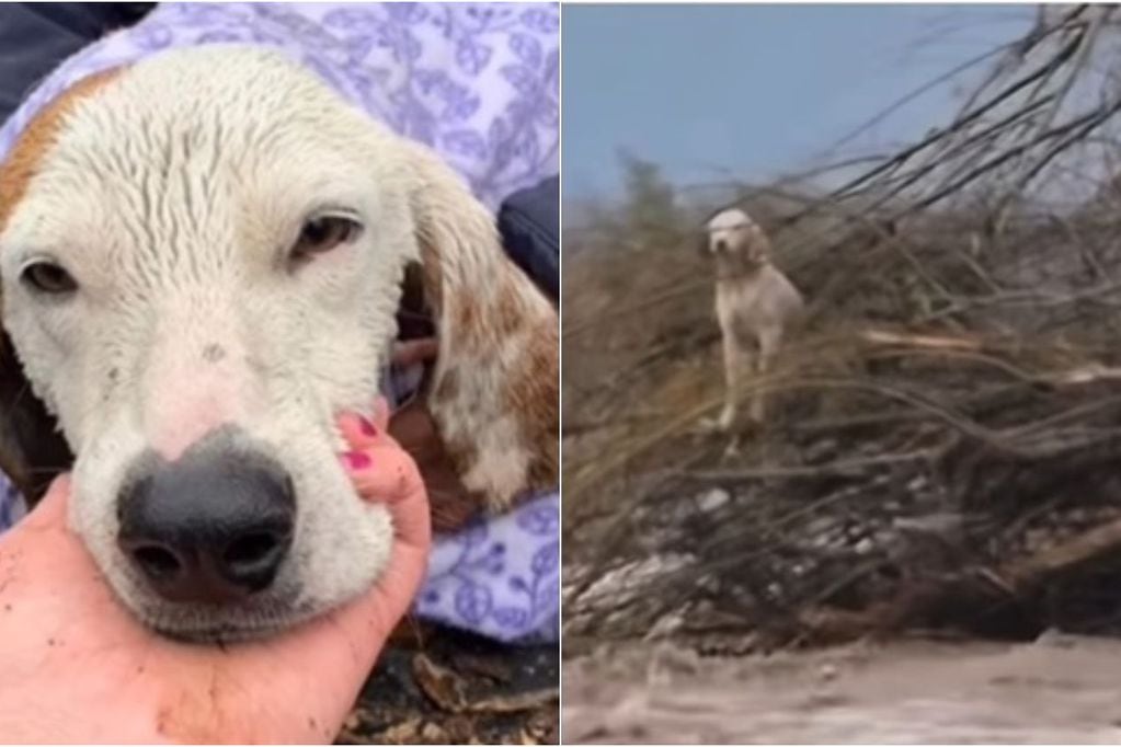 Rescatan a perrito que quedó atrapado en medio de un río tras crecida del caudal